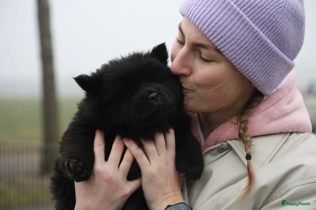 Chow Chow honden te koop: Chow Chow pups teefjes zwart - Advertentie 5