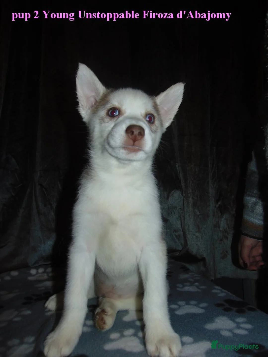 Siberische Husky honden te koop: Siberische husky pups - Advertentie 4