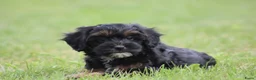 Maltipoo honden te koop: Leuke Maltipoo pups - Advertentie 8