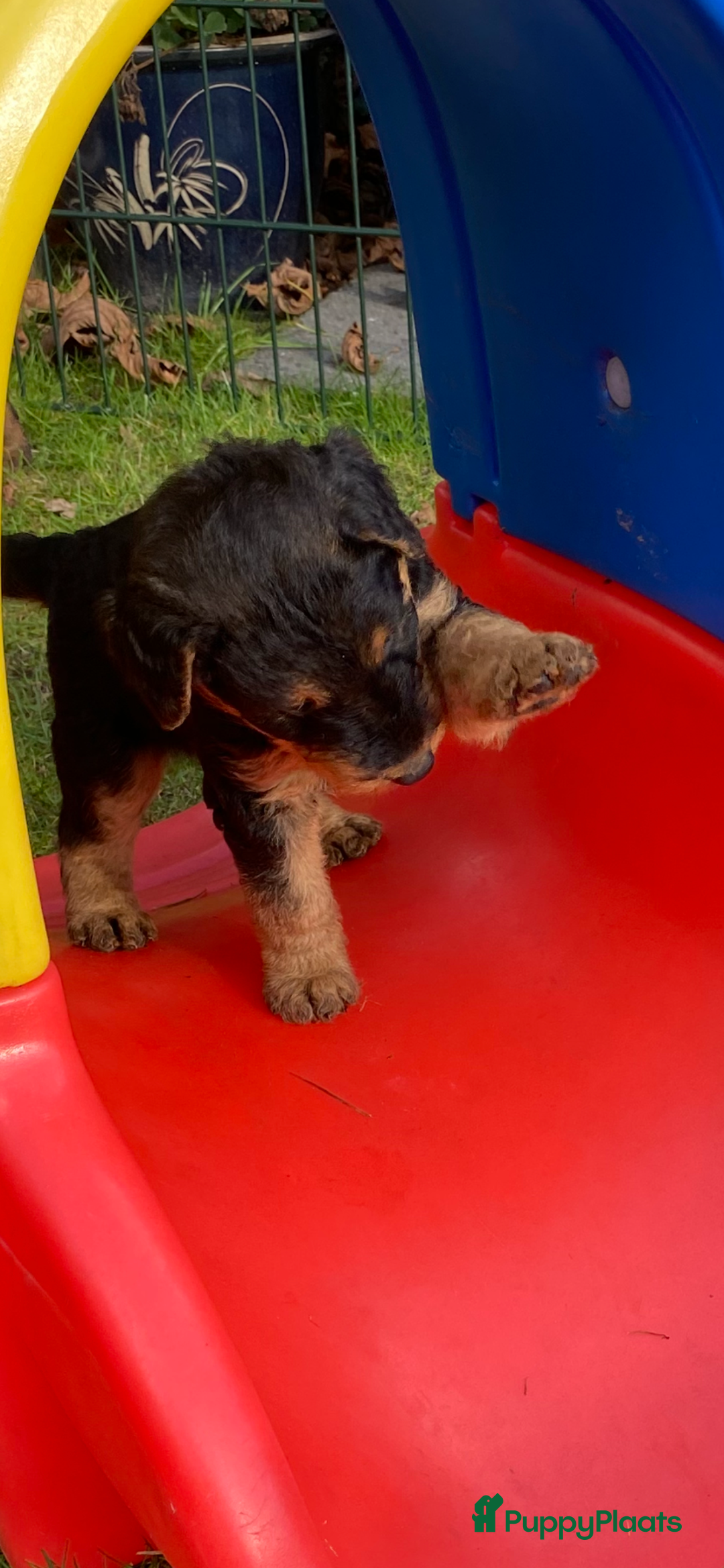 Airedale Terriër honden te koop: Airedale terriër pups  - Advertentie 12