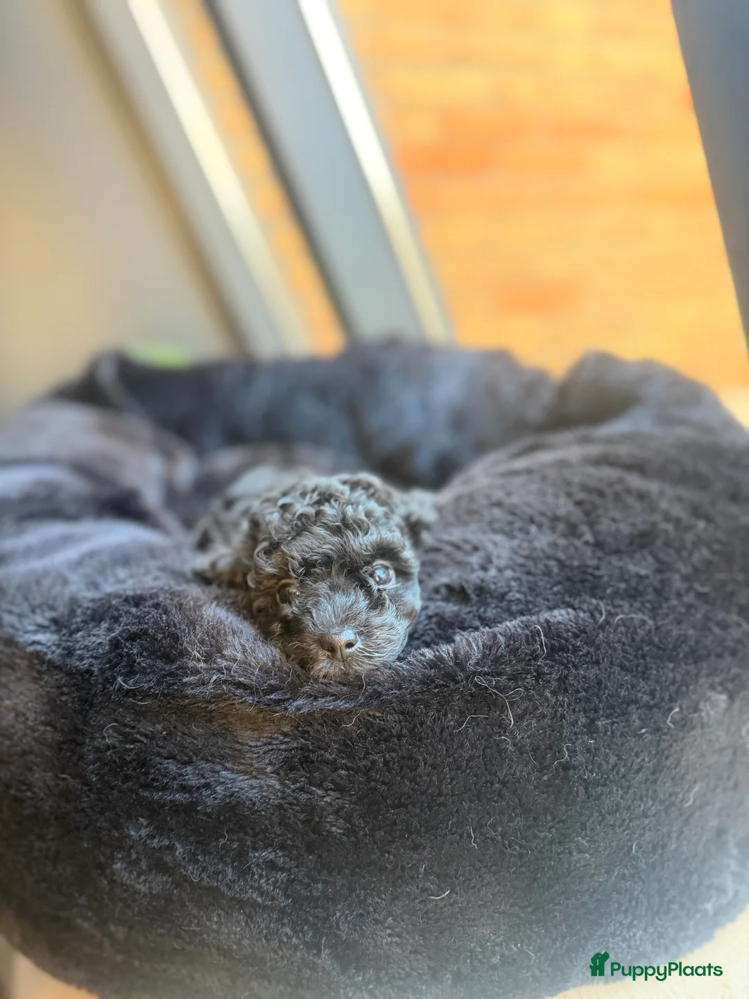 Kruising honden te koop: Toy poedel reutje zwart  - Advertentie 7