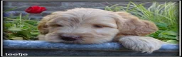Labradoodle honden te koop: Labradoodle medium pups - Advertentie 5