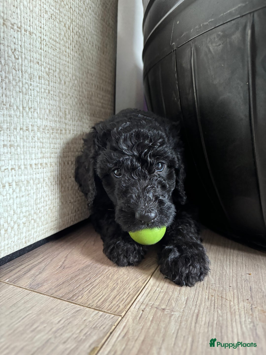 Labradoodle honden te koop: Labradoodle pups groot kleurvast - Afbeelding 4