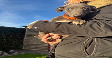 Whippet honden Prachtige whippet pups - Advertentie 2