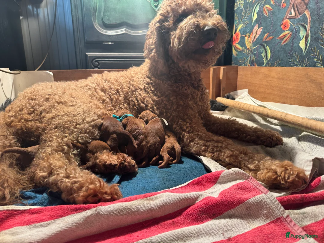 Australian Labradoodle honden te koop: Prachtig nest labradoodles (medium) in Vierlingsbeek - Advertentie 2