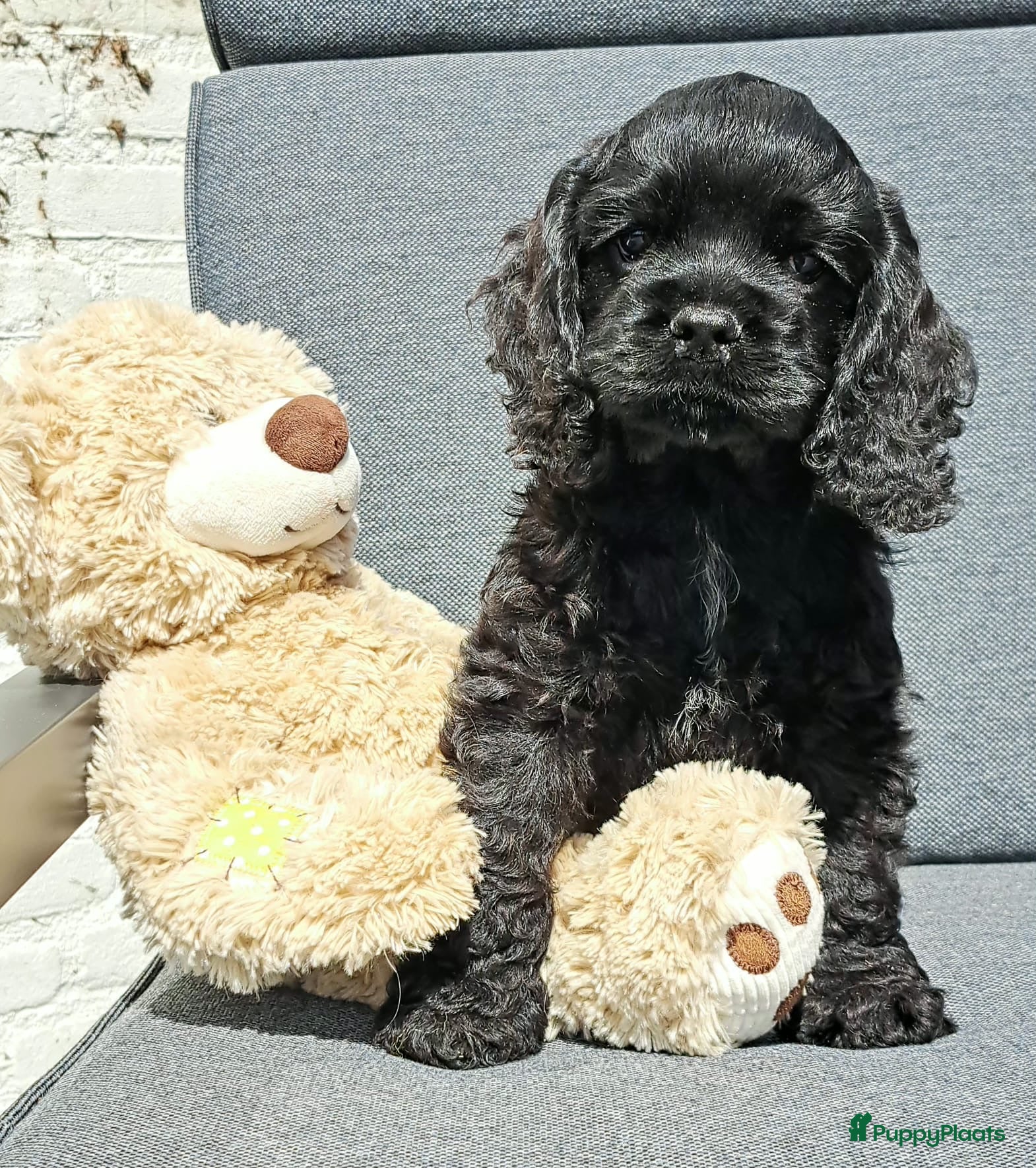 Amerikaanse Cocker Spaniel honden Mooie raszuivere Amerikaanse Cockerspaniels - Advertentie 1