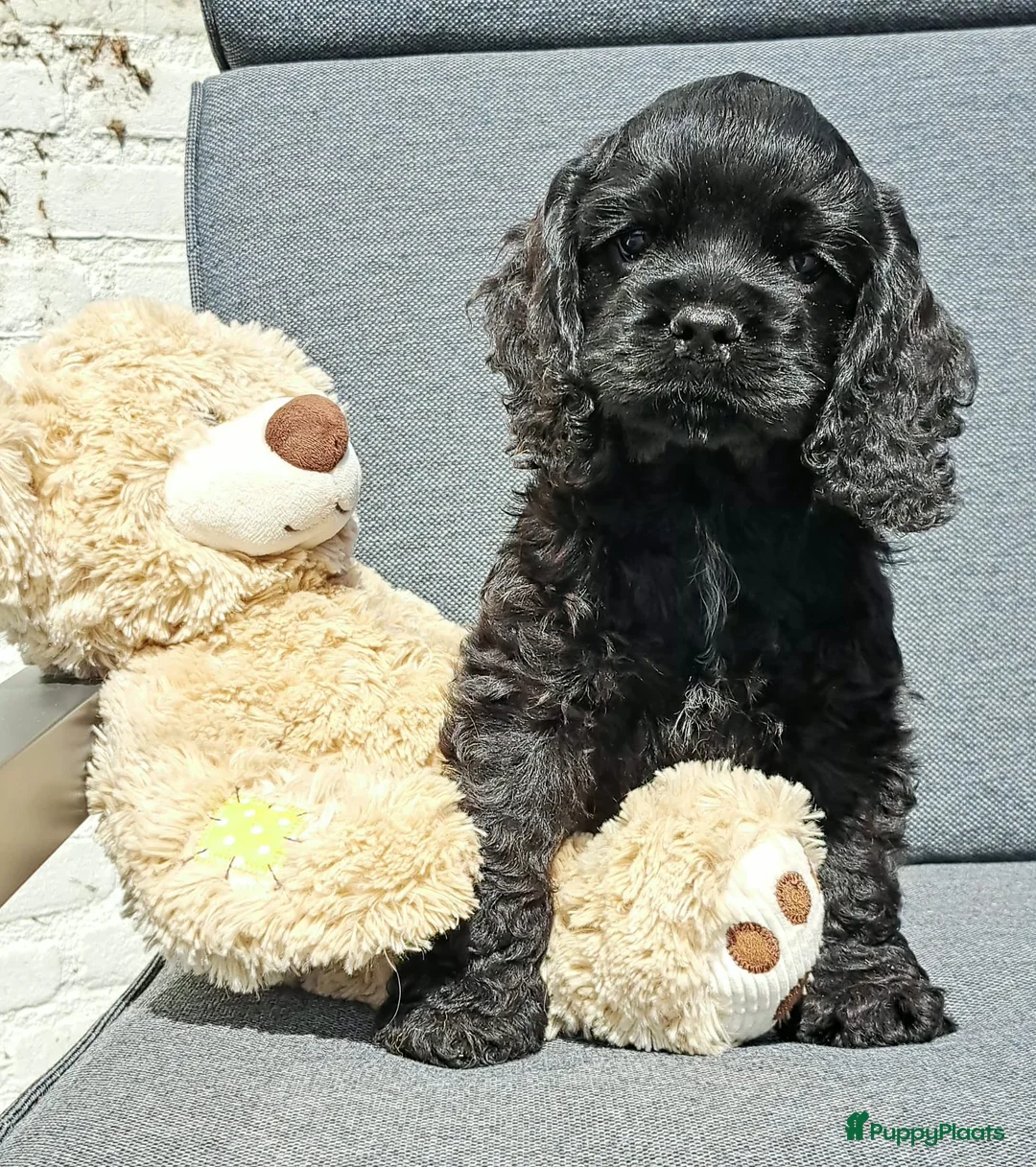 Amerikaanse Cocker Spaniel honden te koop: Mooie raszuivere Amerikaanse Cockerspaniels in Ysselsteyn - Advertentie 1