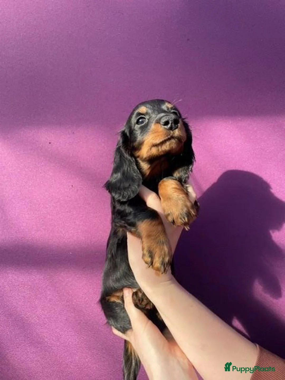 Teckel (langhaar) honden te koop: Super leuke stoere teckelpup - Advertentie 1