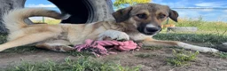 Kruising honden te koop: Romaa - Advertentie 6