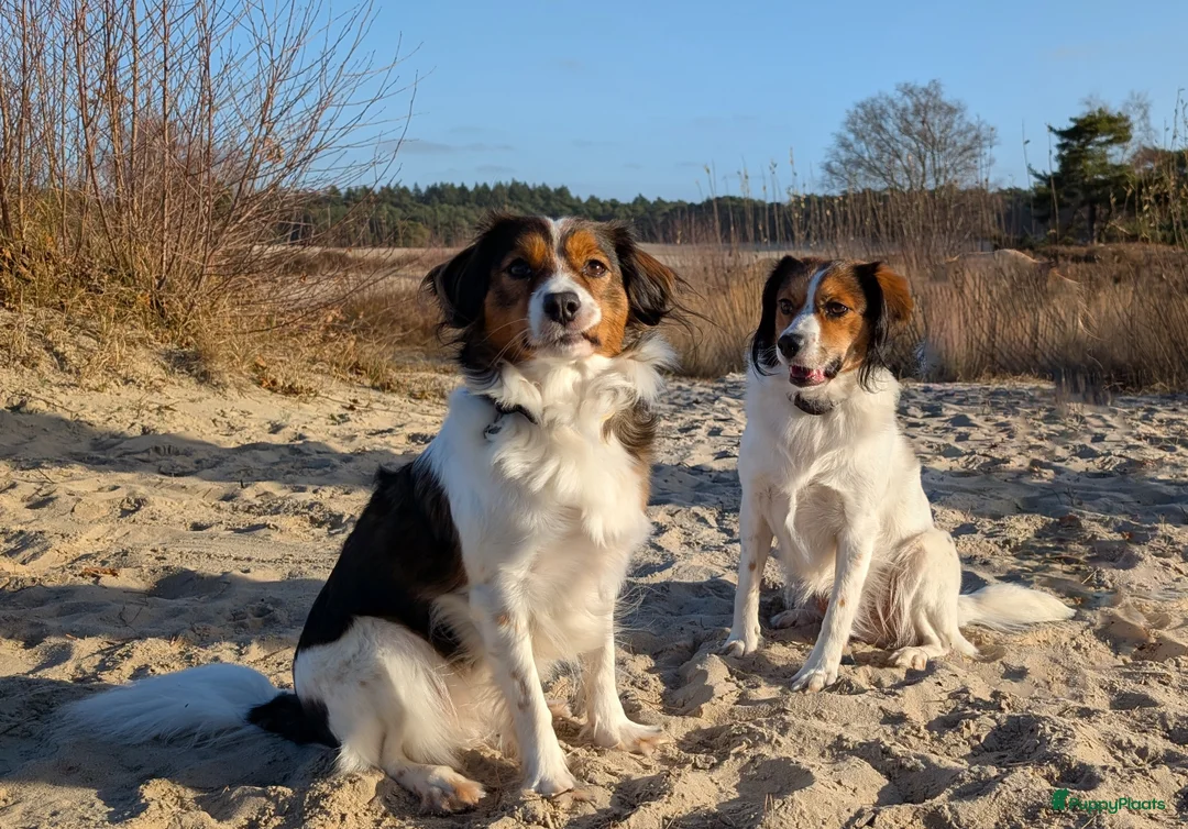 Kooikerhondje honden te koop: Kooiker pups - Advertentie 2