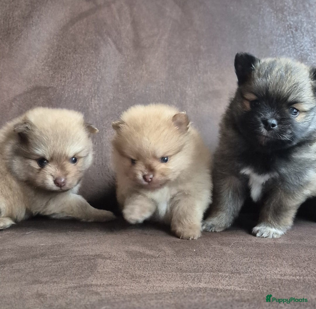 Kruising honden te koop: 3 reutjes - Advertentie 8