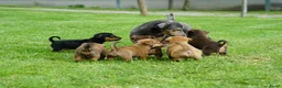 Jack Russel Terriër honden te koop: Stoere Jack Russel pups beschikbaar - Advertentie 15