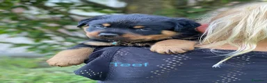 Rottweiler 10