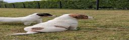 Jack Russel Terriër honden te koop: Lieve Jack Russell pups met stamboom  - Advertentie 9