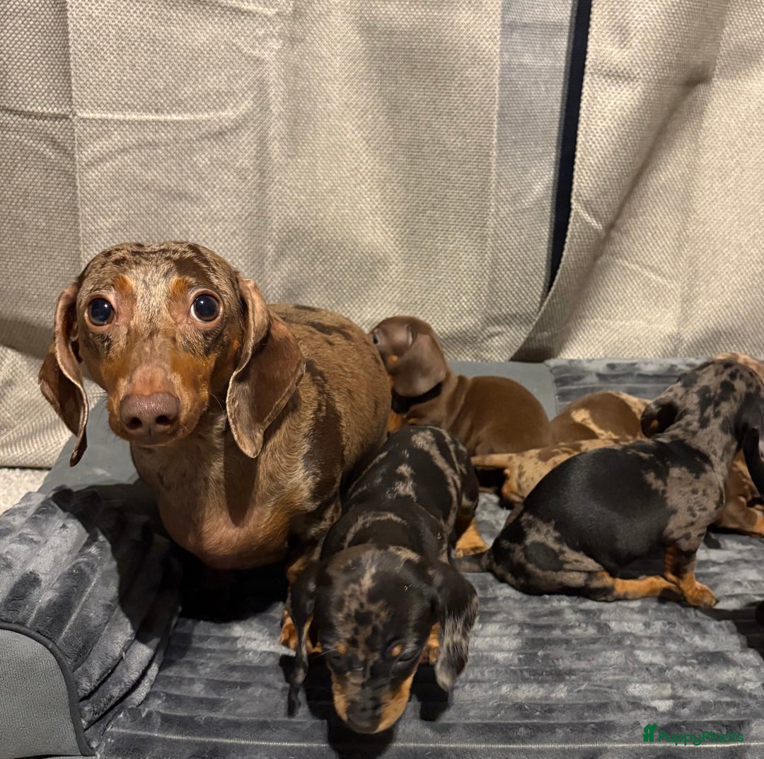 Teckel (korthaar)  honden te koop: Teckel pups opzoek naar gouden mandje. - Advertentie 2