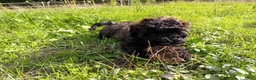 Kruising honden te koop: Dwergpoedel x Boompoo pups  - Advertentie 9