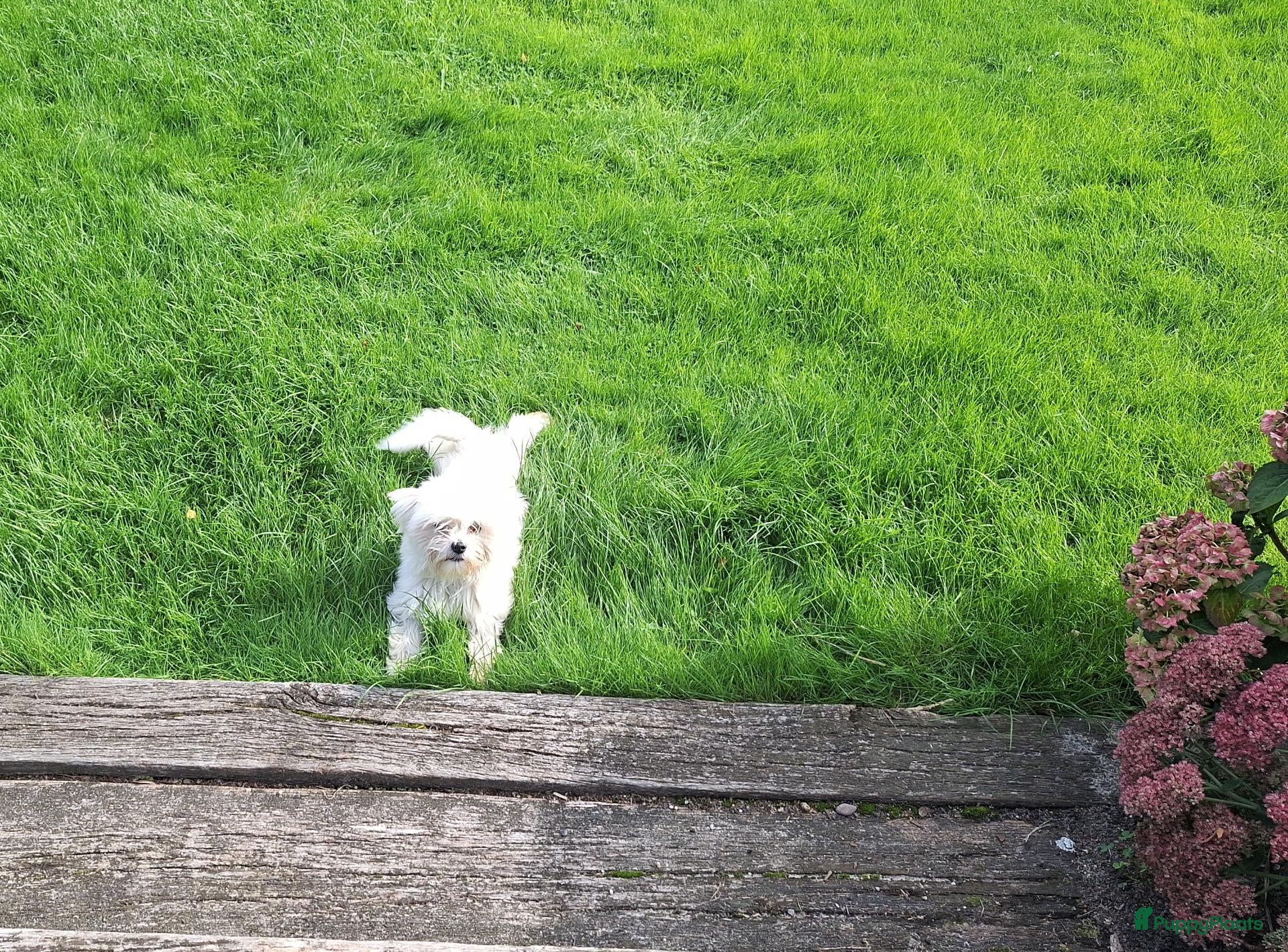Maltezer honden Maltezer reutje. Rasecht. 1 jaar - Advertentie 3