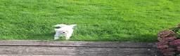Maltezer honden te koop: Maltezer reutje. Rasecht. 1 jaar - Advertentie 1