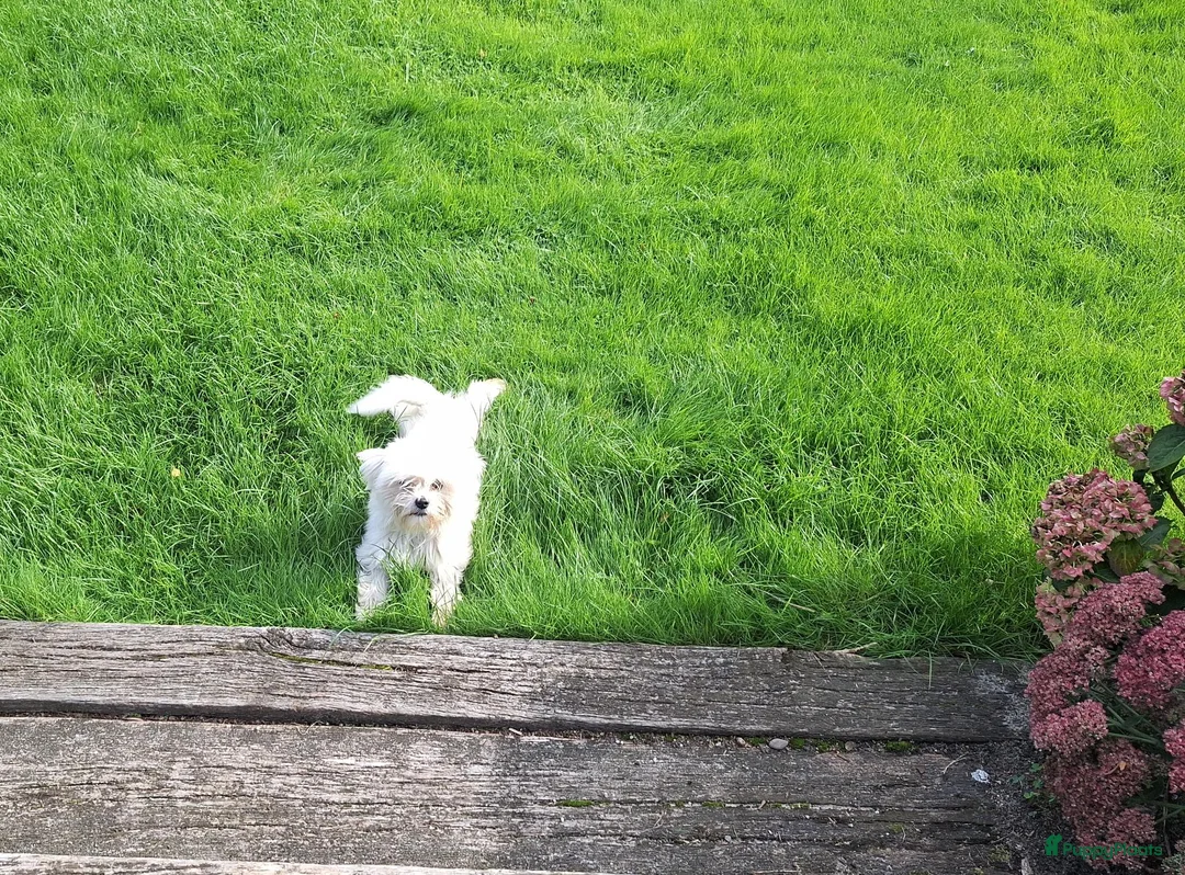 Maltezer honden te koop: Maltezer reutje. Rasecht. 1 jaar - Advertentie 1