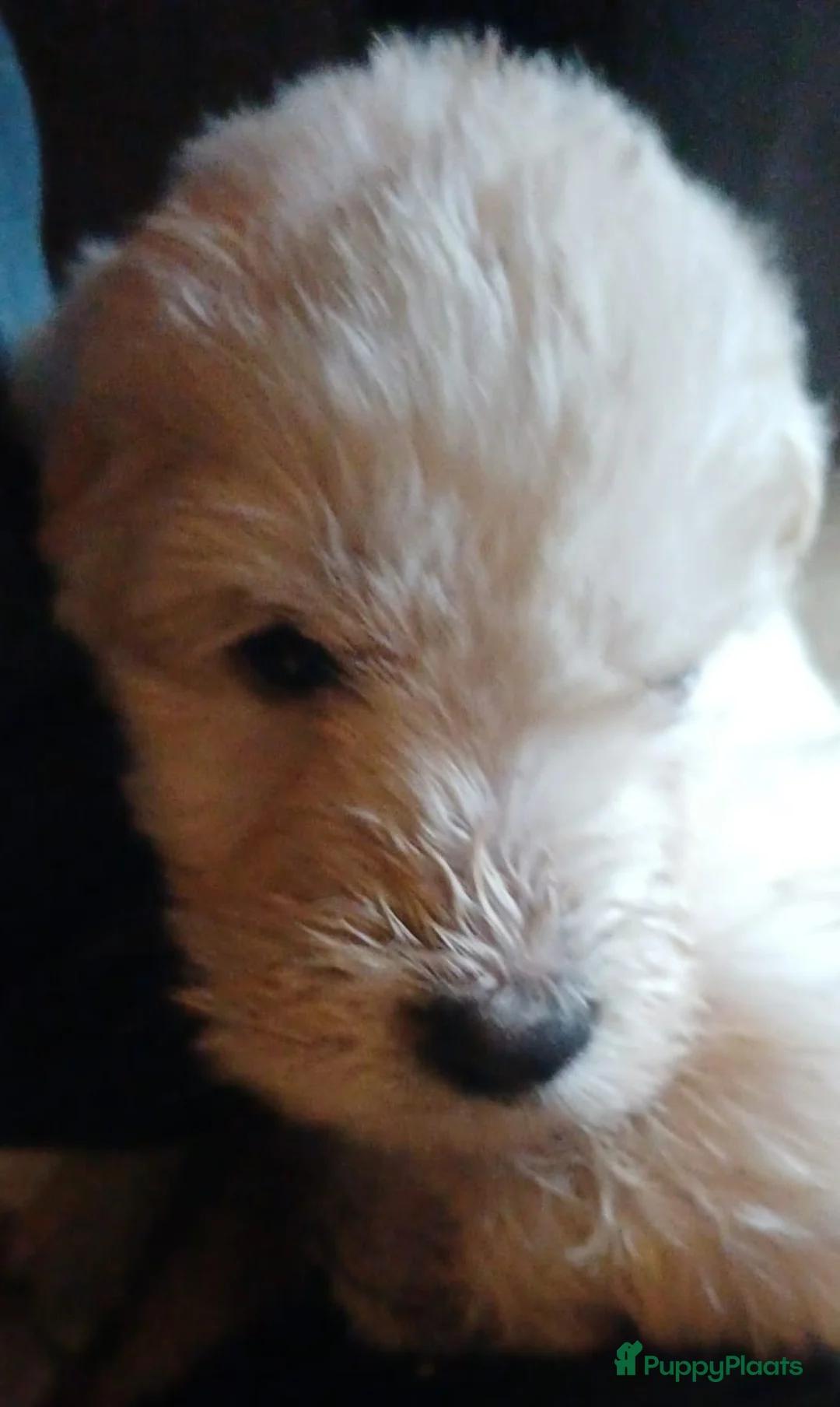 Kruising honden te koop: Een van deze prachtige pups is voor jou bedoeld? - Advertentie 3