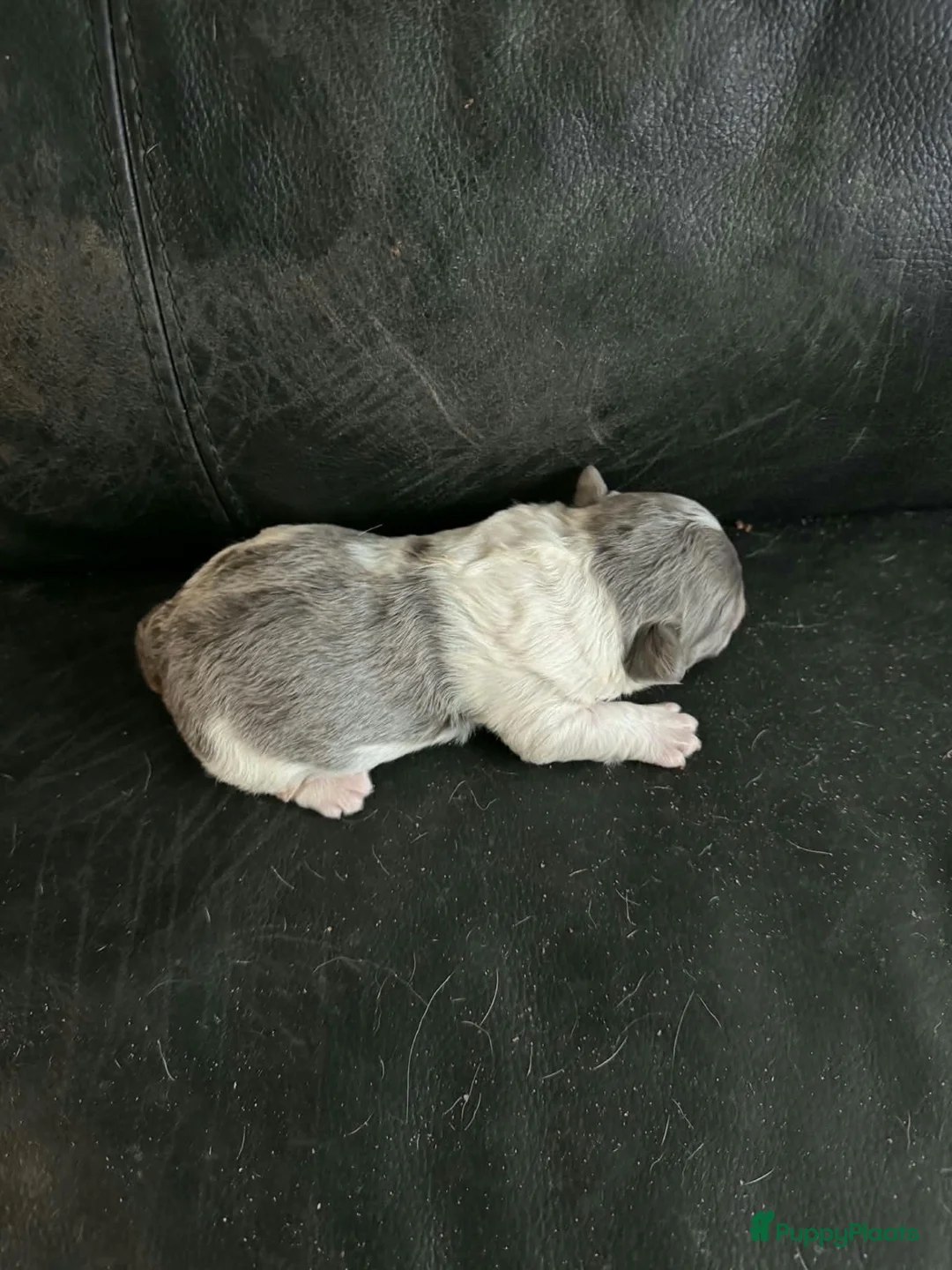 Franse Bulldog honden te koop: Franse bulldog pups - Advertentie 5