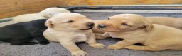 Labrador Retriever honden te koop: STAMBOOM FIELDTRIAL LABRADOR PUPS - Advertentie 11