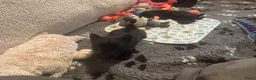 Schotse Terriër honden te koop: Twee Schotse terriër reutjes beschikbaar  - Advertentie 7