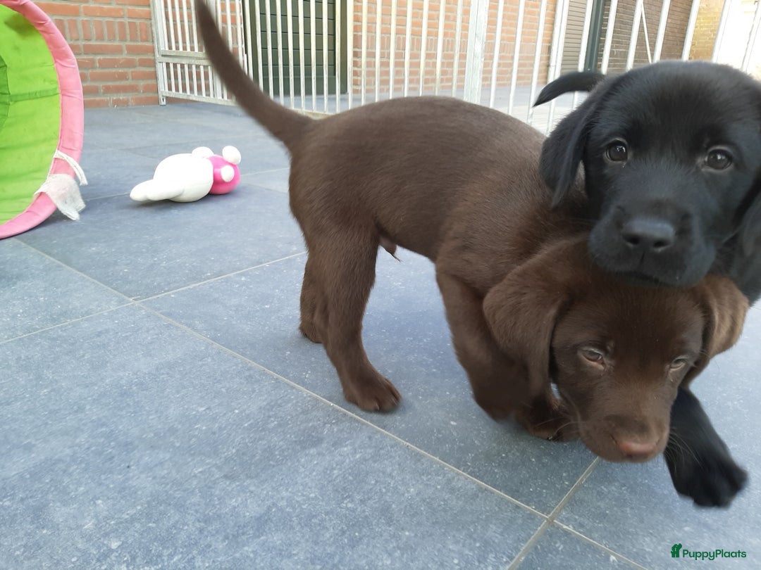 Labrador Retriever honden te koop: Bruin reutje - Afbeelding 17