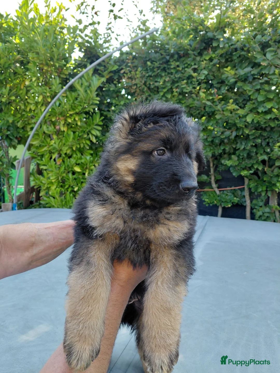 Duitse Herder honden te koop: Duitse herder puppy’s - Advertentie 2
