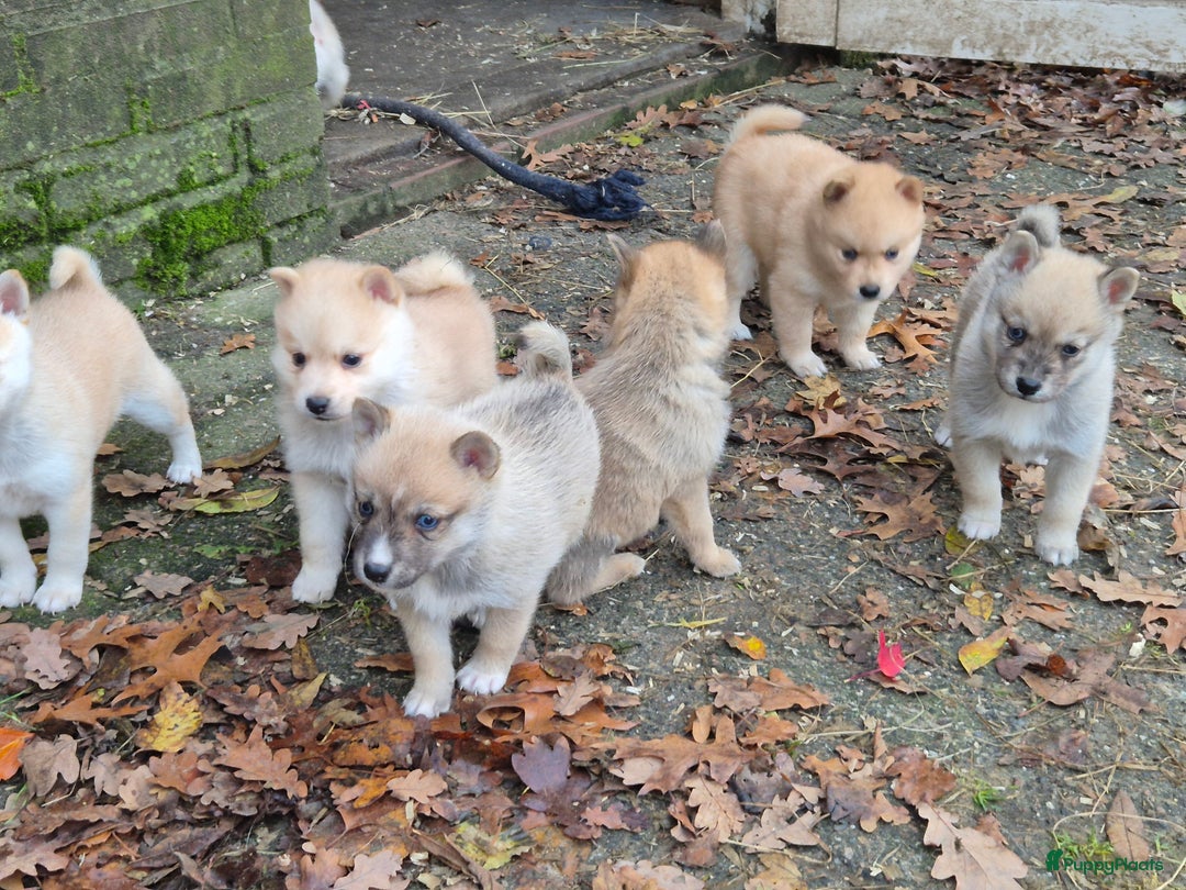 Kruising honden te koop: Pomsky x Shiba inu pups - Advertentie 22