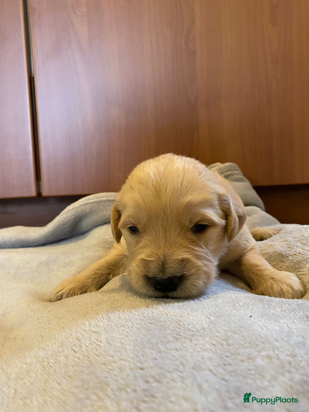 Golden Retriever honden te koop: Golden Retriever pups - Advertentie 6