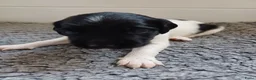 Friese Stabij honden te koop: Friese Stabij puppy's te koop - Advertentie 6