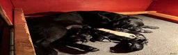 Labrador Retriever honden te koop: Labrador pups - Advertentie 3