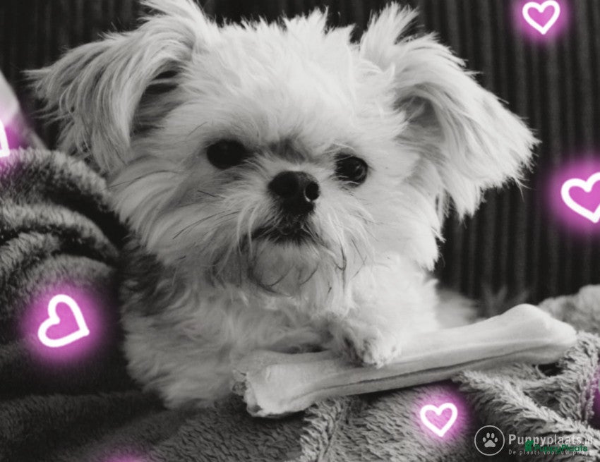 Boomer honden Kruising tussen Boomer en chihuahua in Tilburg - Advertentie 2