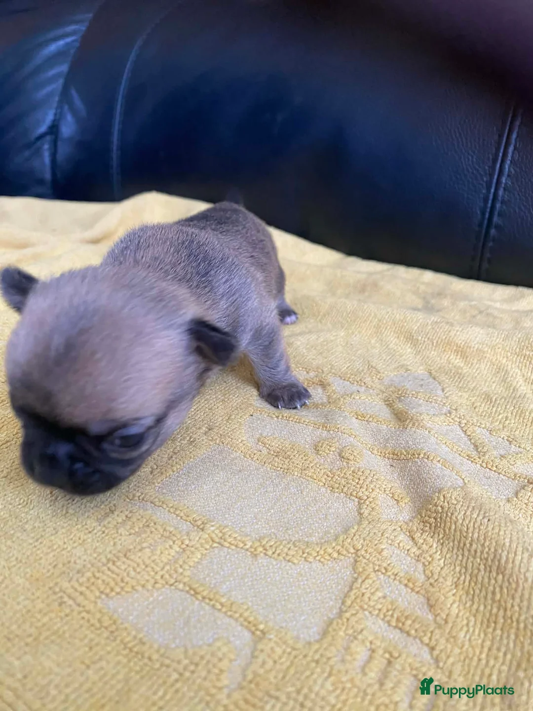 Chihuahua honden te koop: Knappe chihuahua pups - Advertentie 10