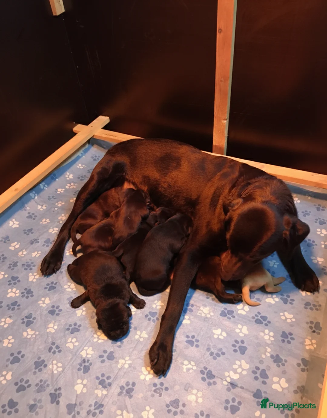 Labrador Retriever honden te koop: Fieldtrial labrador pups  - Advertentie 26