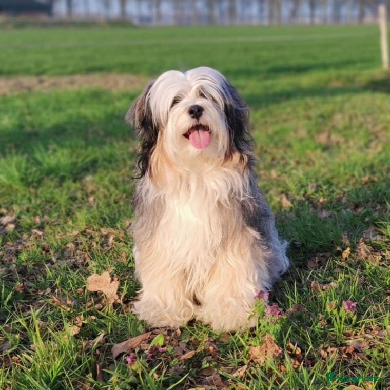 Tibetaanse Terriër honden Tibetaanse Terriër pups geboren! - Advertentie 6