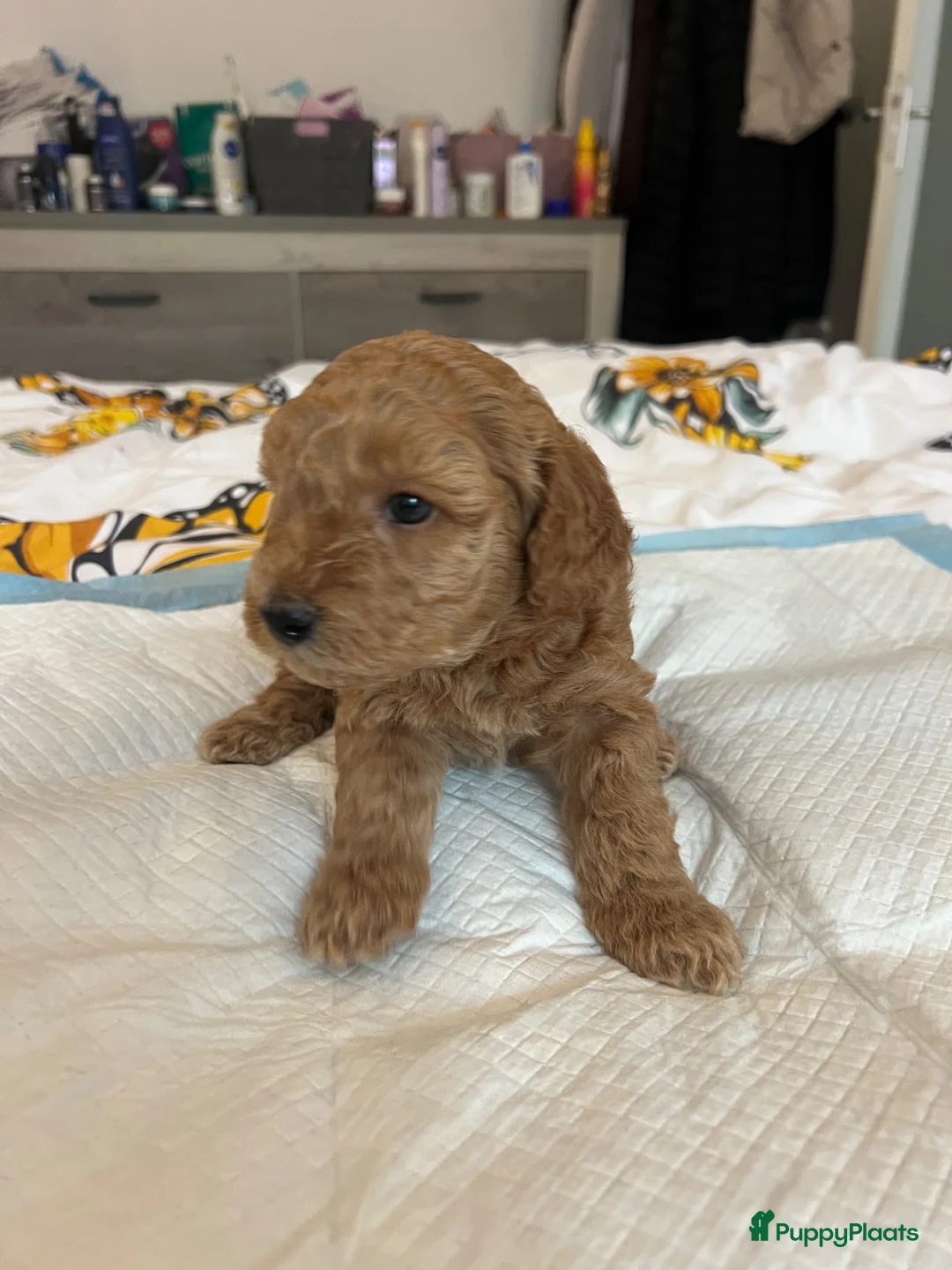 Poedel honden te koop: Mini poedel - Advertentie 7