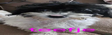 Boomer 3