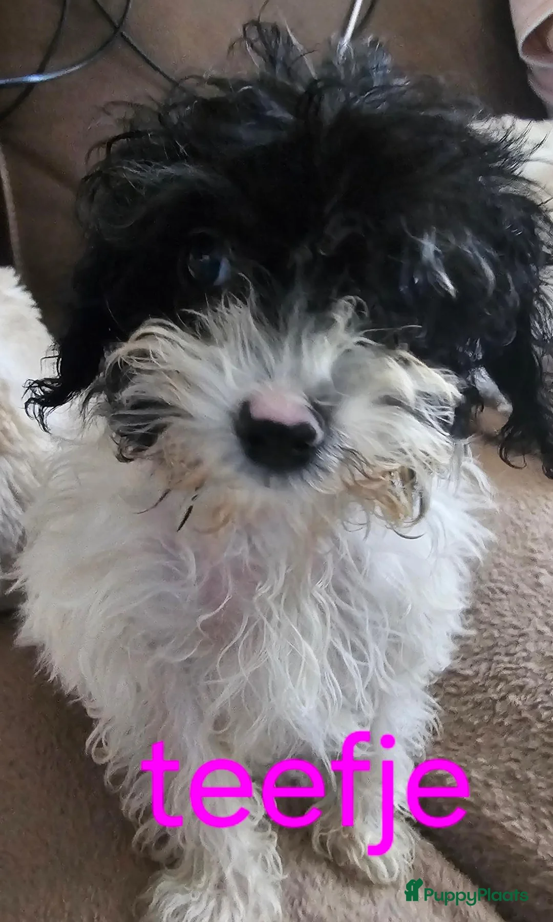 Boomer honden te koop: Boomer - Advertentie 2