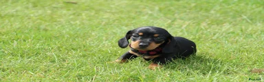 Teckel (korthaar)  Puppy 4 (roze)