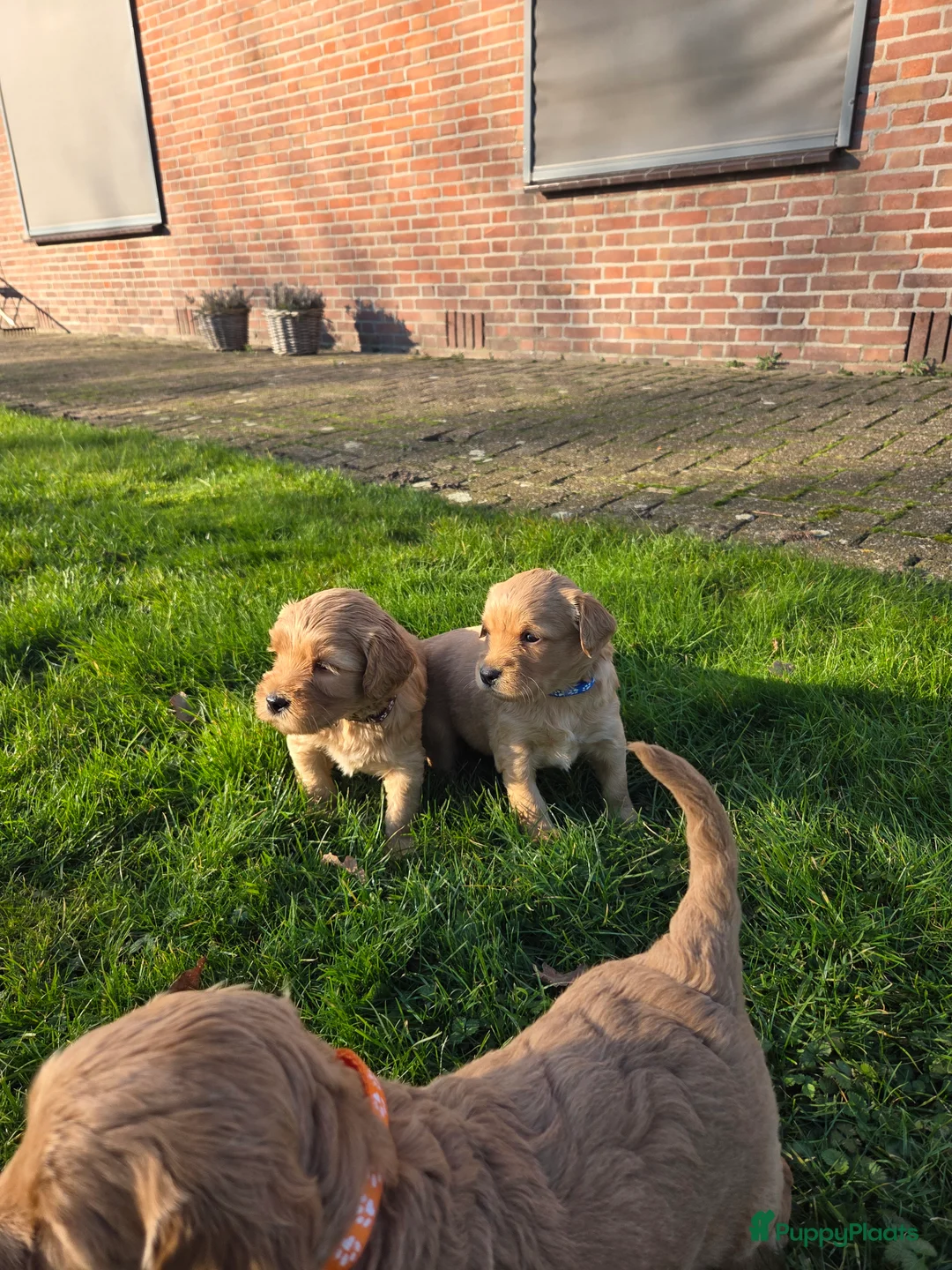 Kruising honden te koop: Labradoodle x Goldendoodle pups - Advertentie 35
