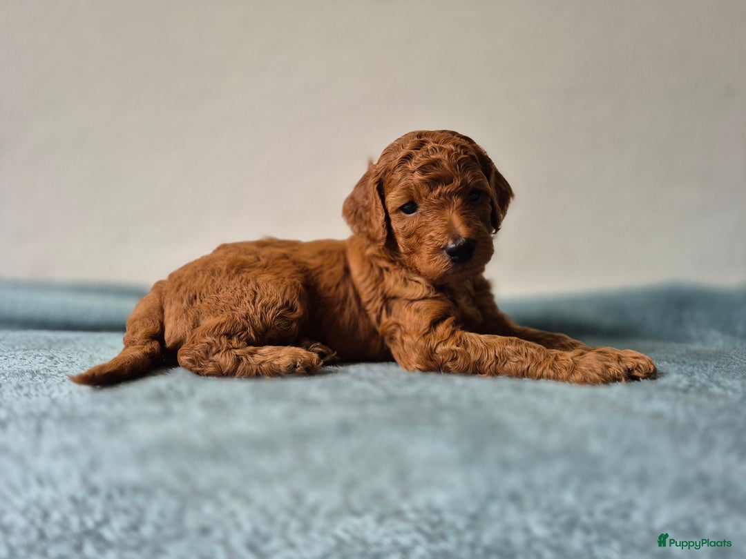 Poedel honden te koop: Middenslag poedels in Schuinesloot - Afbeelding 13