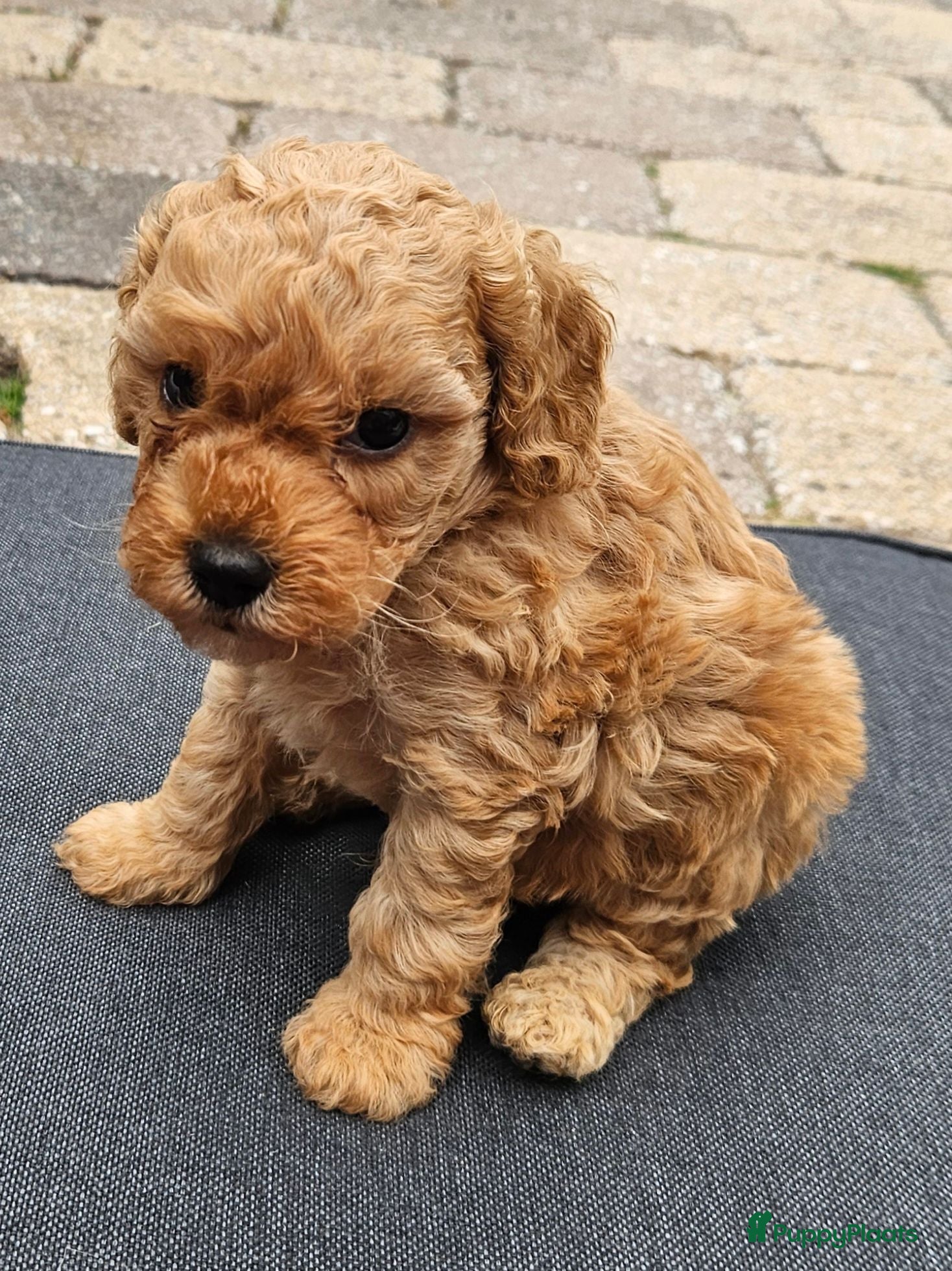 Cockapoo honden 💚 Cockapoo 💛 - Advertentie 2