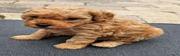 Cockapoo honden te koop: 💚 Cockapoo 💛 - Advertentie 2