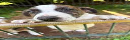 Jack Russel Terriër honden te koop: Nog 2 mooie Jack Russel Pups - Advertentie 7