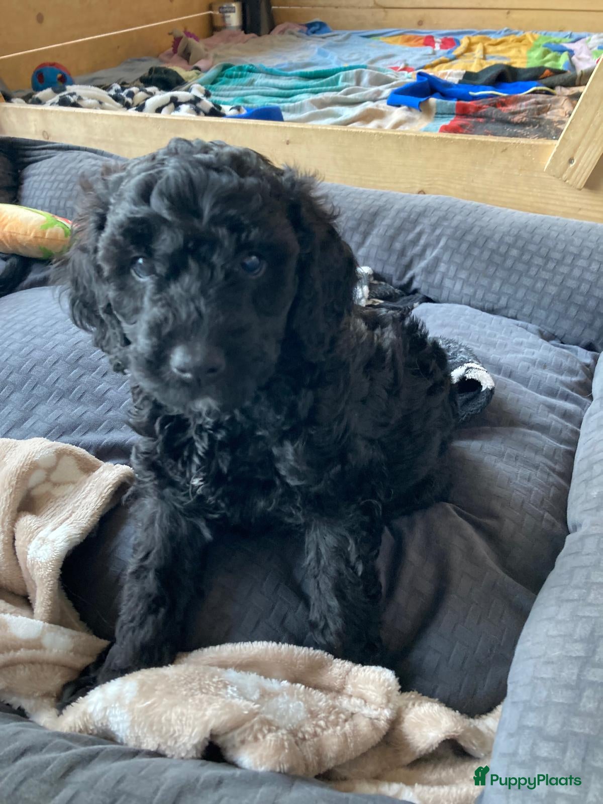 Labradoodle honden Labradoodle puppies  - Advertentie 6