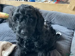 Labradoodle honden Labradoodle puppies - Advertentie 6