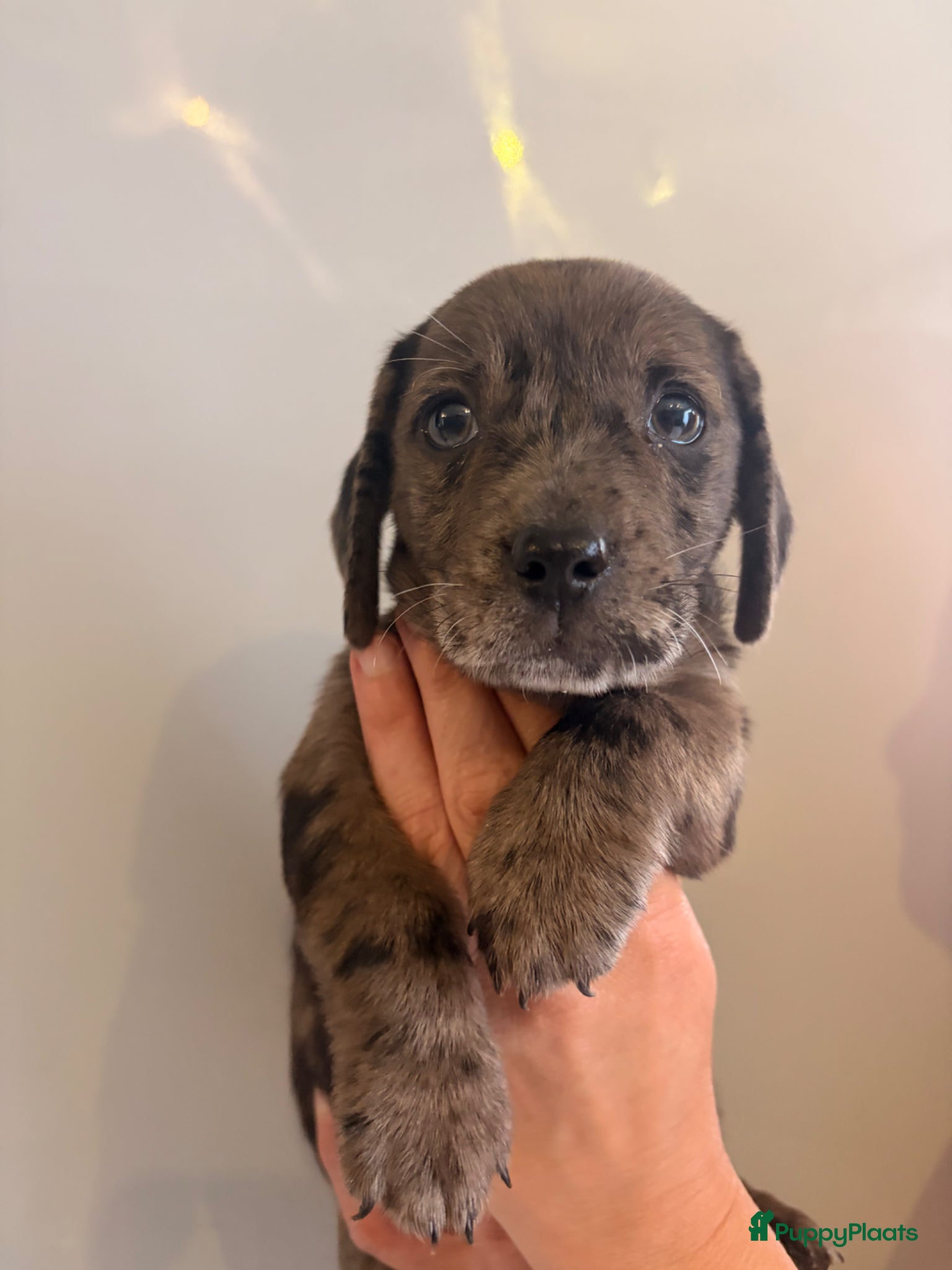 Teckel (korthaar)  honden te koop: Dwerg teckel pupjes. - Advertentie 12