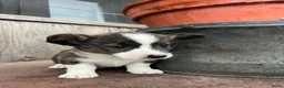 Welsh Corgi Cardigan honden te koop: Prachtige Welsh Corgi pups zoeken een warme thuis - Advertentie 6